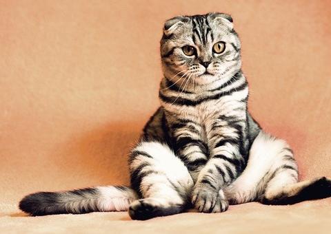 Gato surpreende ao avisar quando está com fome; veja como