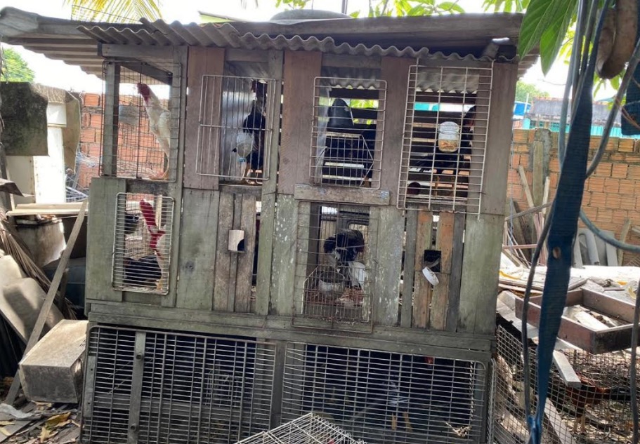Idoso é preso por promover 'rinhas de galo' e manter 80 animais presos em Manaus