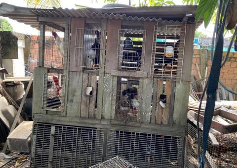 Idoso é preso por promover 'rinhas de galo' e manter 80 animais presos em Manaus