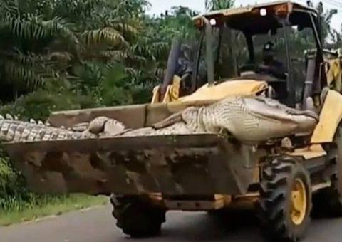 Crocodilo de meia tonelada é morto após aterrorizar vilarejos por 50 anos