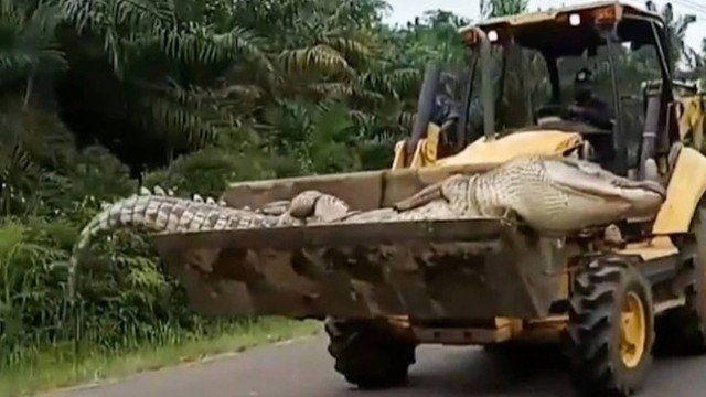 Crocodilo de meia tonelada é morto após aterrorizar vilarejos por 50 anos