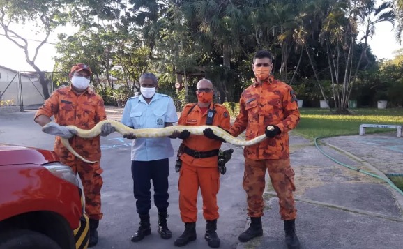 Espécime de uma das maiores cobras do mundo é encontrada em telhado no Brasil