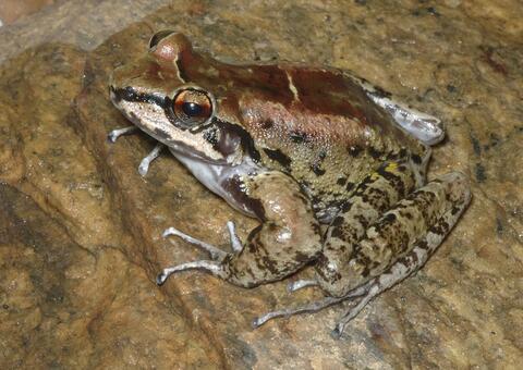 Cientistas descobrem espécie de sapo que é fiel a duas fêmeas