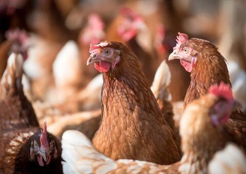 Santa Catarina faturou US$ 122,5 milhões com exportação de frango em julho