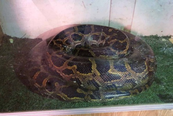 Anaconda de 80 Kg é apreendida na casa de vigilante
