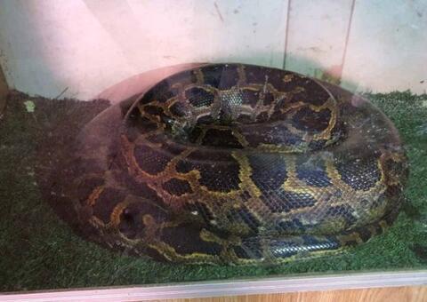 Anaconda de 80 Kg é apreendida na casa de vigilante