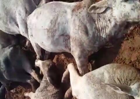 Raio mata pecuarista e mais de 30 bois e vacas; veja vídeo 