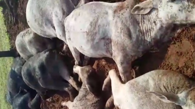 Raio mata pecuarista e mais de 30 bois e vacas; veja vídeo 