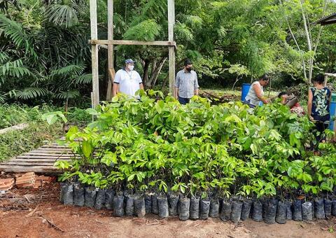 Idam faz entrega de mudas de guaraná em Presidente Figueiredo