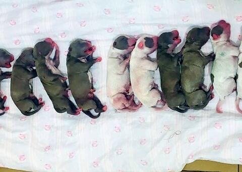 'Vira-lata' dá à luz a 16 filhotes em cesariana de 2 horas