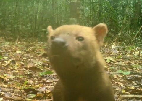 Cachorro-vinagre: Espécie rara ameaçada de extinção é registrada no Amazonas