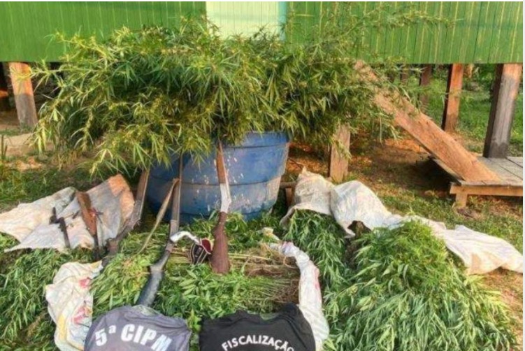 Polícia apreende 700 pés de maconha no Amazonas