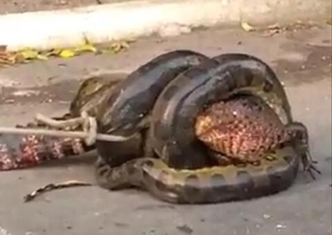 Sucuri ataca jacaré e cena surpreende moradores de condomínio em Manaus