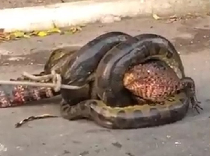 Sucuri ataca jacaré e cena surpreende moradores de condomínio em Manaus