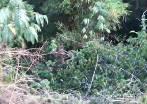 Polícia faz buscas por corpos desovados em área de mata em Manaus 