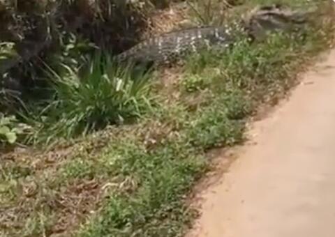 Jacaré gigante surge às margens de estrada e assusta moradores no Amazonas