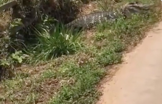Jacaré gigante surge às margens de estrada e assusta moradores no Amazonas
