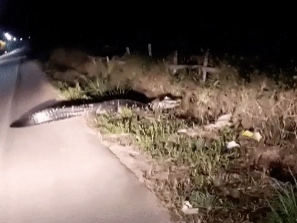 Em menos de 24h, outro jacaré de 3 metros é flagrado na AM-010