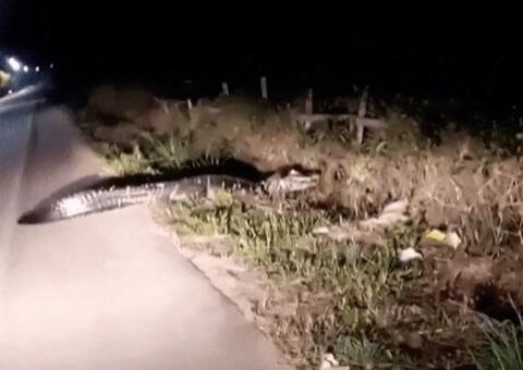Em menos de 24h, outro jacaré de 3 metros é flagrado na AM-010
