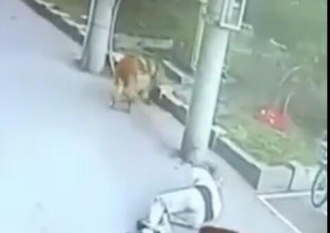 Homem desmaia após gato cair em sua cabeça; veja cena