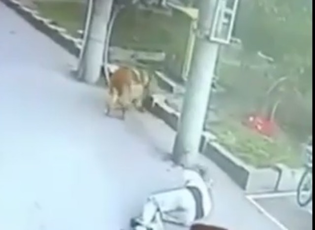 Homem desmaia após gato cair em sua cabeça; veja cena