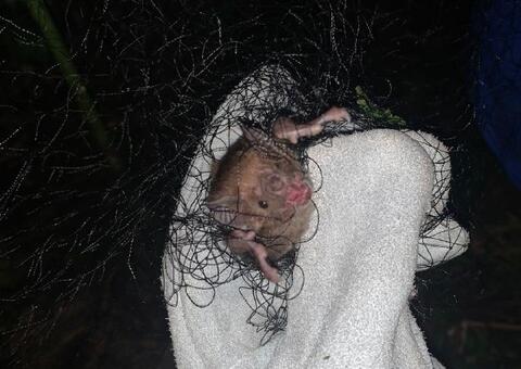 Amazonas tenta controlar população de morcegos vampiros para evitar a raiva