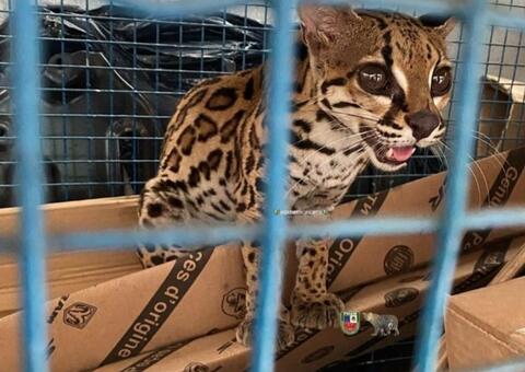 Gato-maracajá é resgatado de jaula em oficina no Centro de Manaus 