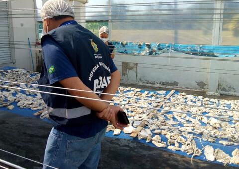 Charquearia é interditada e toneladas de jabá são apreendidas no Amazonas