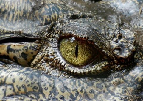Veja como está Muja, o jacaré mais velho do mundo