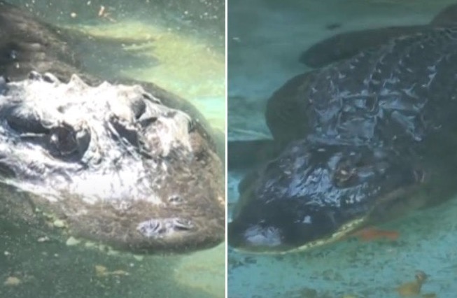 Veja como está Muja, o jacaré mais velho do mundo