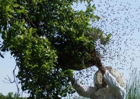 Homem picado por abelhas é encontrado morto em ramal