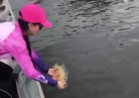Vídeo: Tucunaré é devorado por boto segundos depois de ser solto em rio 
