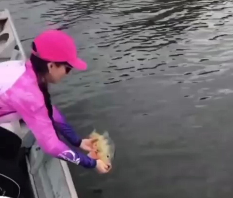 Vídeo: Tucunaré é devorado por boto segundos depois de ser solto em rio 