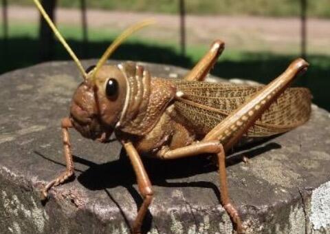 Argentina entra em alerta com surgimento de gafanhoto três vezes maior 