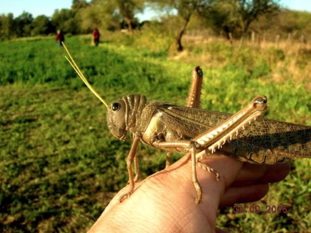 Argentina entra em alerta com surgimento de gafanhoto três vezes maior 