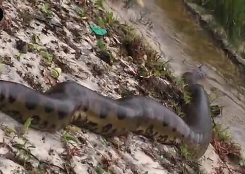 Banhistas encontram sucuri gigante em praia; veja vídeo