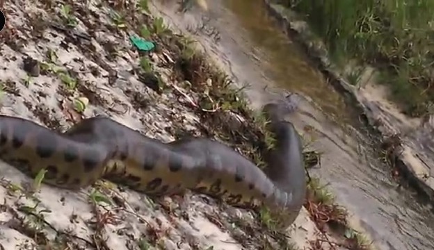 Banhistas encontram sucuri gigante em praia; veja vídeo