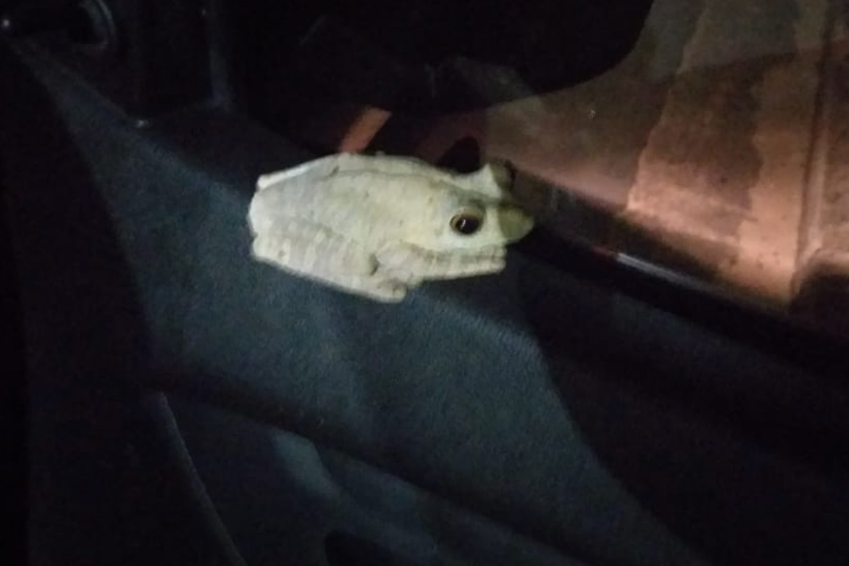 Bicho inusitado faz mulher quase se jogar de carro em movimento em Manaus