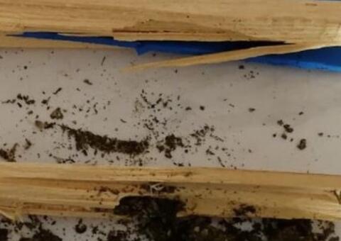 Mulher é presa após tentar entrar em presídio com drogas escondidas em rodo