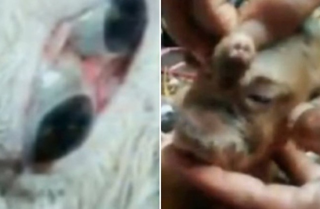 Filhotes de cordeiro nascem com deformidades e deixam moradores perturbados