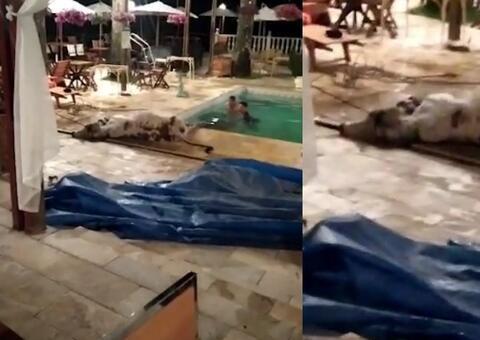 Em cena chocante, bezerro é resgatado após cair em piscina de hotel 