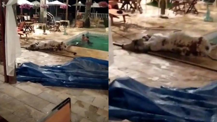 Em cena chocante, bezerro é resgatado após cair em piscina de hotel 