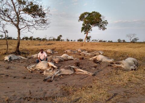 Cerca de 100 animais morrem após frente fria no Brasil