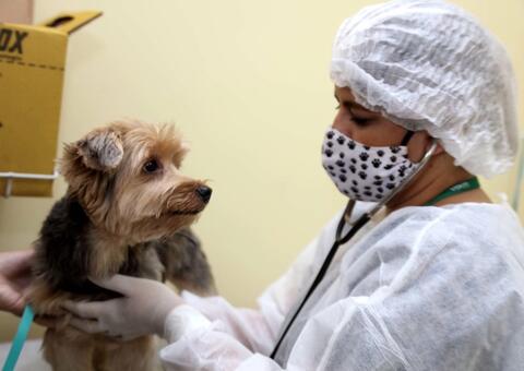 Centro de Zoonoses oferece mais de 700 vagas para castração em Manaus; veja