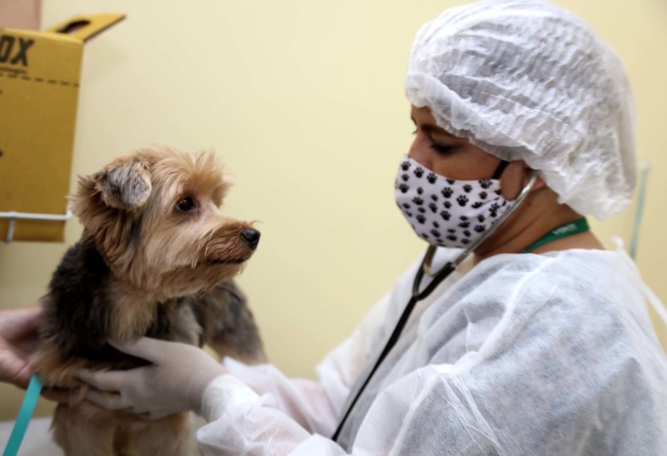 Centro de Zoonoses oferece mais de 700 vagas para castração em Manaus; veja