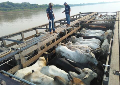 Transporte de animais e vegetais exige documentação sanitária