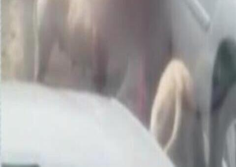 Vídeo impressionante mostra cães arrancando pé de catador