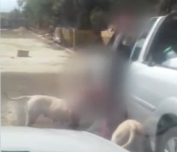 Vídeo impressionante mostra cães arrancando pé de catador