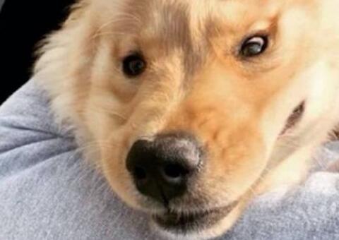 Cachorro 'unicórnio' viraliza na web após detalhe chamar atenção