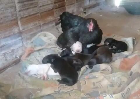 Galinha ‘toma’ filhotes de cadela após o cão dar a luz em poleiro